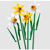 Daffodils