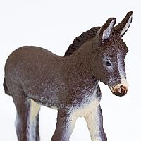 Donkey Foal