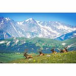 Mountain Elk - Eurographics
