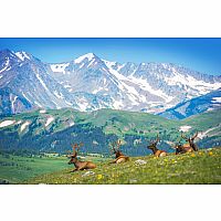 Mountain Elk - Eurographics