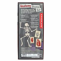 DIY Human Body Anatomy Stamp Set