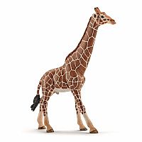 Giraffe - Male  