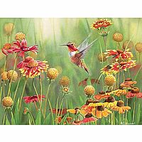 Rufous Hummingbird - Cobble Hill