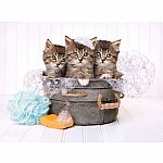 Kittens in Soap - Clementoni