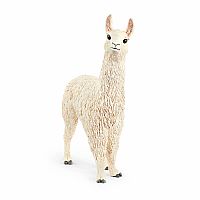 Llama.  