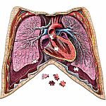 Dr. Livingston's Anatomy Puzzle - The Thorax 