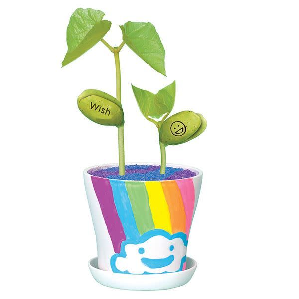 marapets magic bean