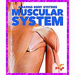 Muscular System - Amazing Body Systems
