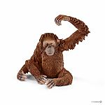 Orangutan Female.