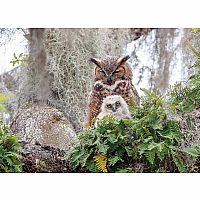 Great Horned Owl - Cobble Hill