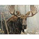 Bull Moose - Cobble Hill