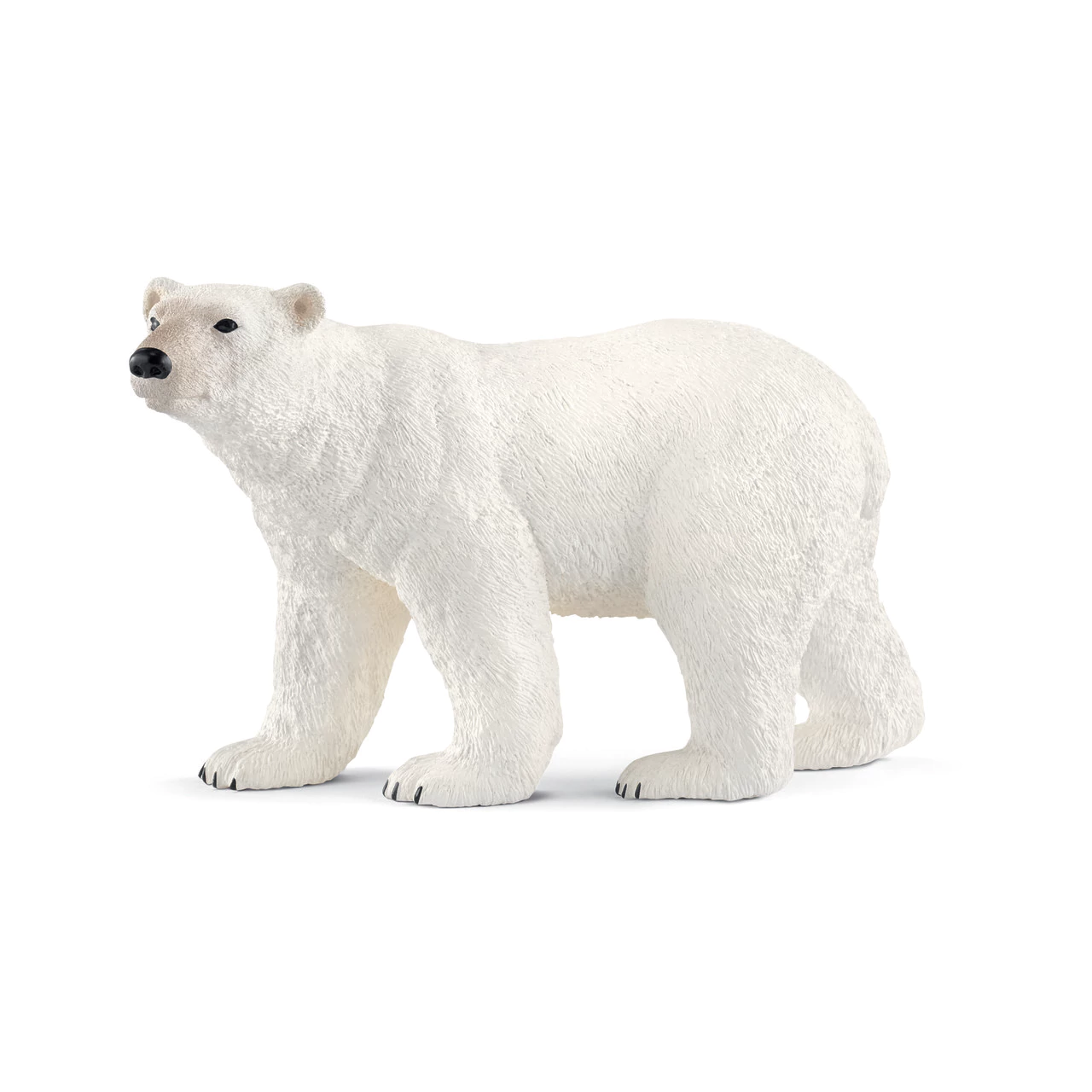 Polar Bear 