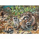 Raccoon Family - Family - Cobble Hill.