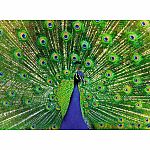 Colourful Animals : Peacock - Ravensburger  
