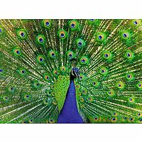 Colourful Animals : Peacock - Ravensburger  
