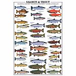 Salmon and Trout Poster