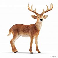 White-Tailed Buck.