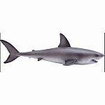 Great White Shark.