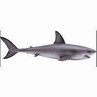 Great White Shark.