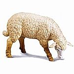 Sheep - Grazing