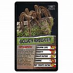 Top Trumps: Spiders