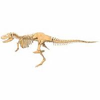 Giant Dinosaur Skeleton Kit -T Rex