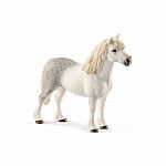 Welsh Pony Stallion 